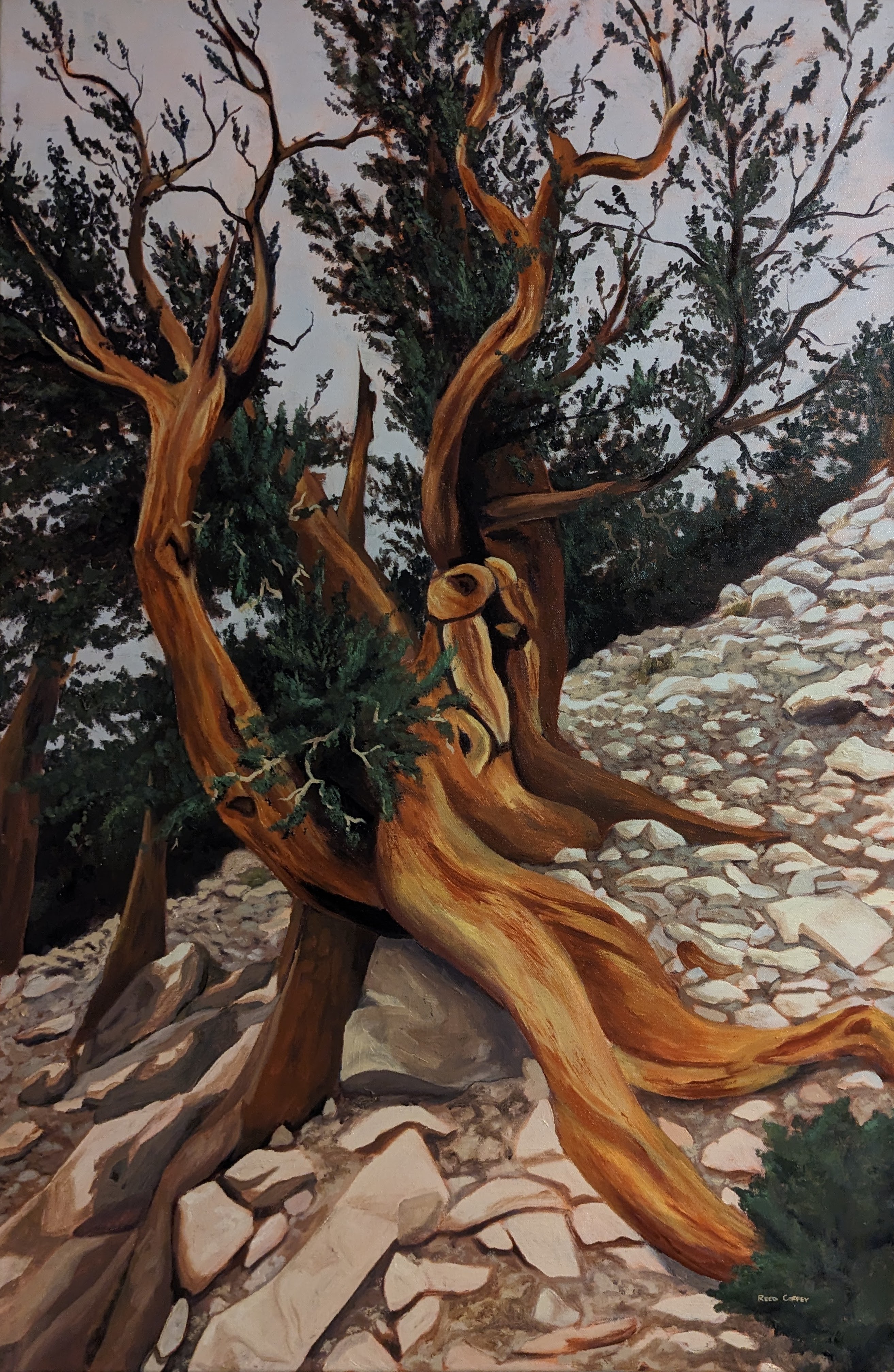 Oil painting of a member of the longest-lived plant species on Earth- the bristlecone pine.